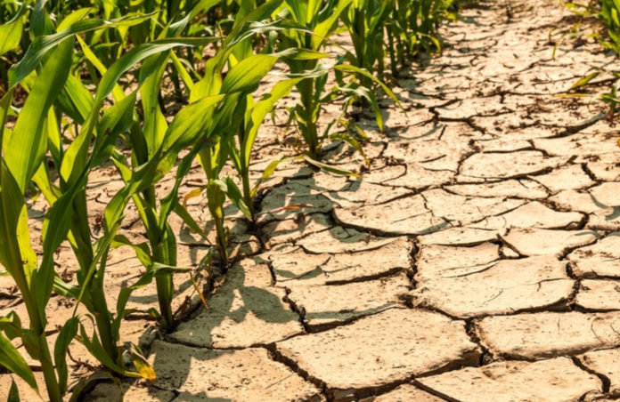 Climate change across Africa increases the risk of droughts and low agricultural yields. Image sourced from MIT News.