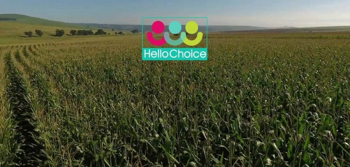 SA agri-fintech startup HelloChoice secures backing from Standard Bank
  