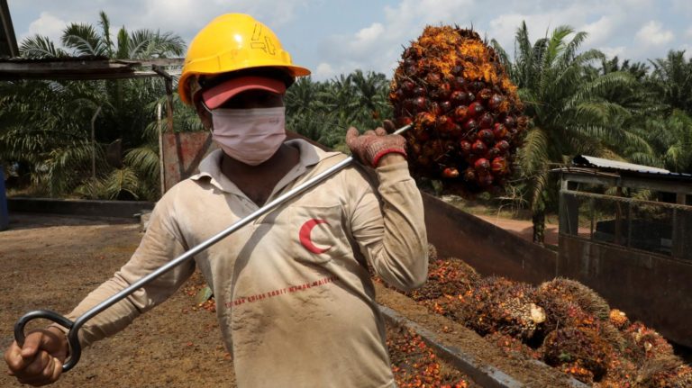 A Nigerian oil palm startup Releaf raised $4 million to build a “smart” factory
  