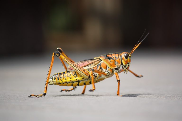 Data Snapshot: Insect ranches, vertical ag among 2020’s top-funded ‘Novel Farming’ startups
  