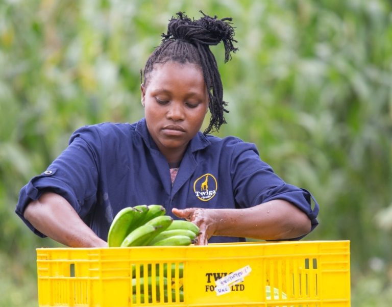 Kenya’s Twiga raises $50M to scale food solutions across Africa
  