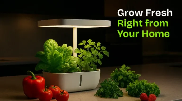 Nigeria’s FarmXic launches innovative soilless farming innovations to change urban agriculture 1 FarmXic